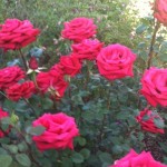 Roses in my garden